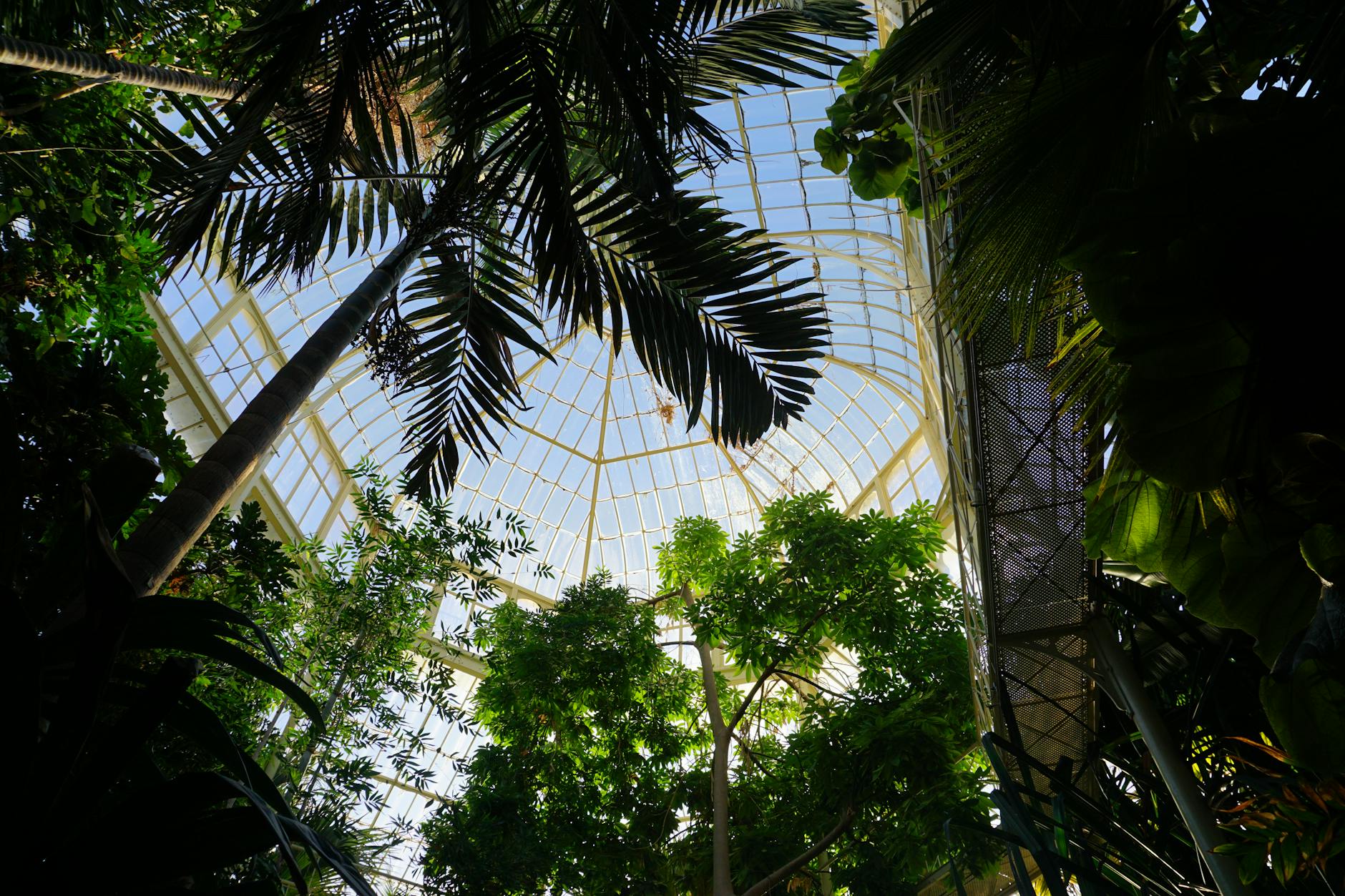 Lush greenery and pathways in the Adelaide Botanic Garden, a free 51-hectare garden in the heart of the city