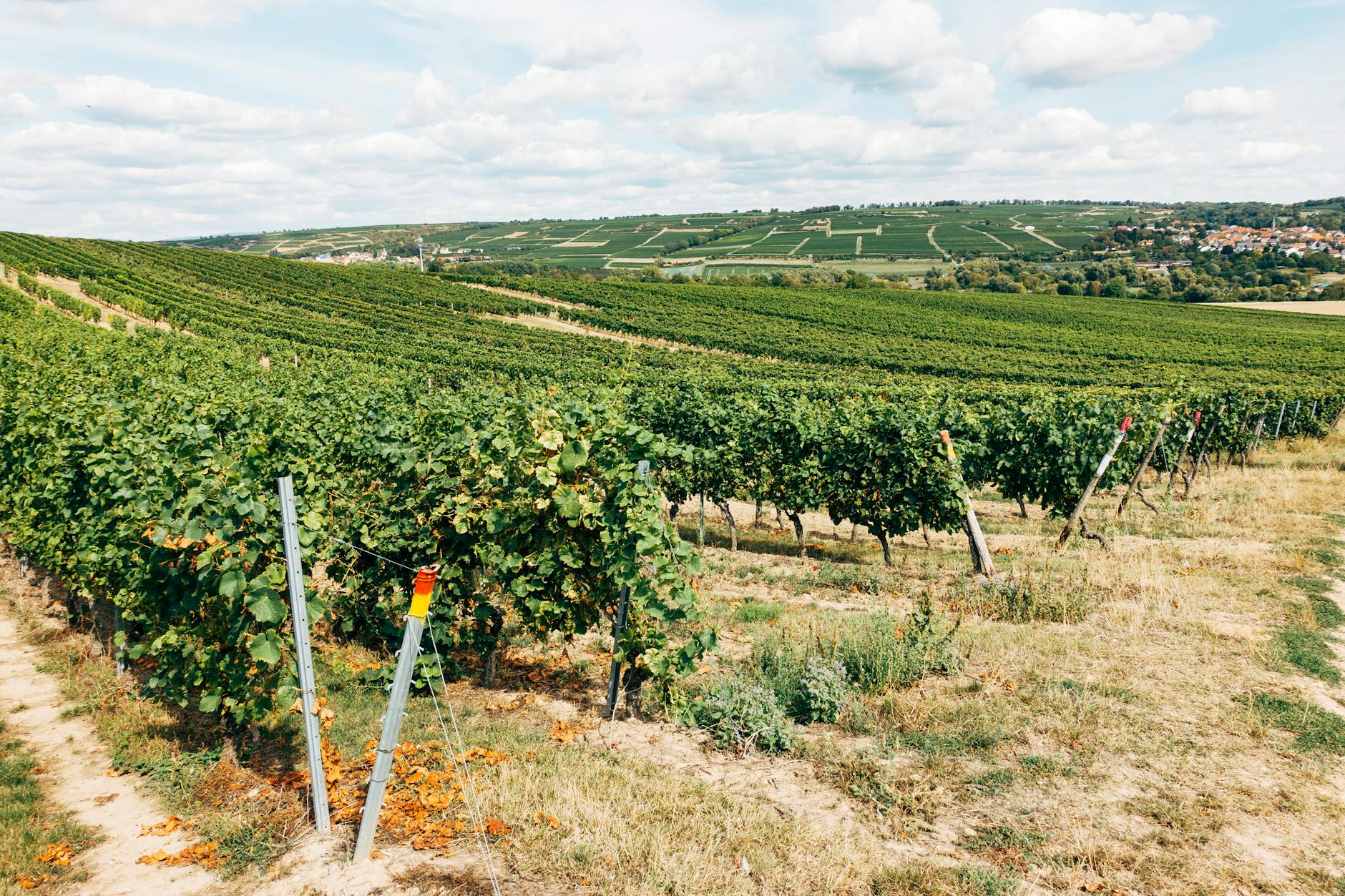 Rolling vineyard hills near Adelaide, showcasing wine region day trips among the best things to do in Adelaide