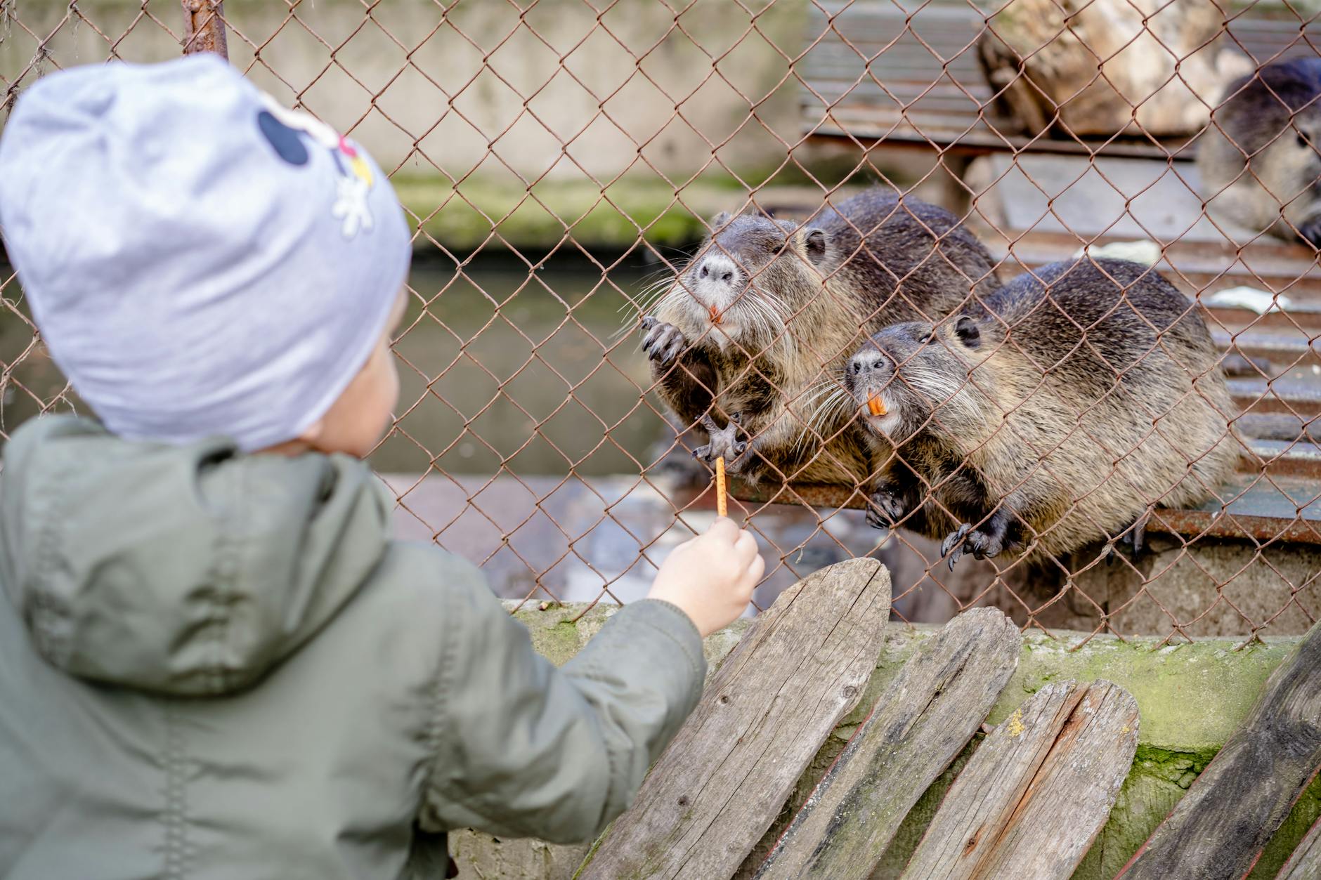 Children watching animals at Adelaide Zoo