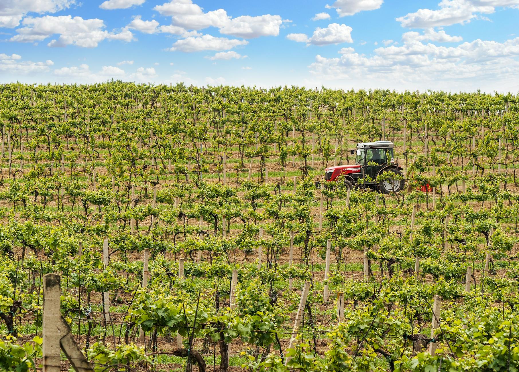Rows of grapevines in the Barossa Valley wine region near Adelaide, South Australia's premier wine destination (see <a href=