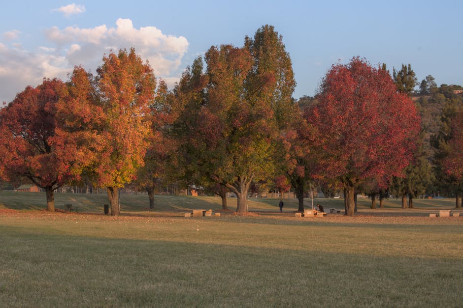Adelaide parklands in autumn with golden leaves and walking paths