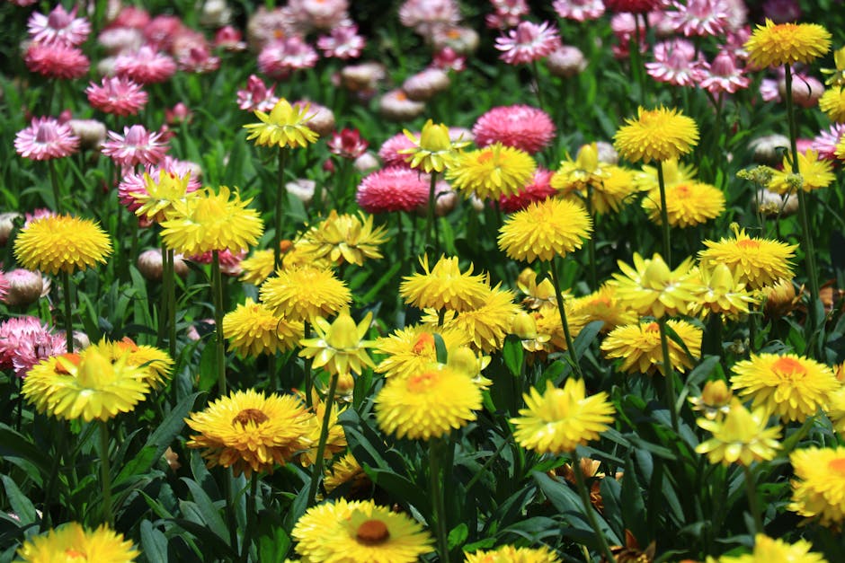 Adelaide spring flowers blooming in botanical gardens