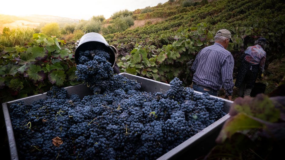 Best time to visit Adelaide wine region vineyard harvest season