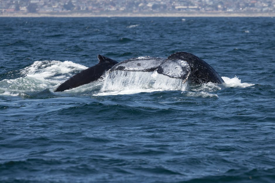 Whale watching along Adelaide coast during winter migration season