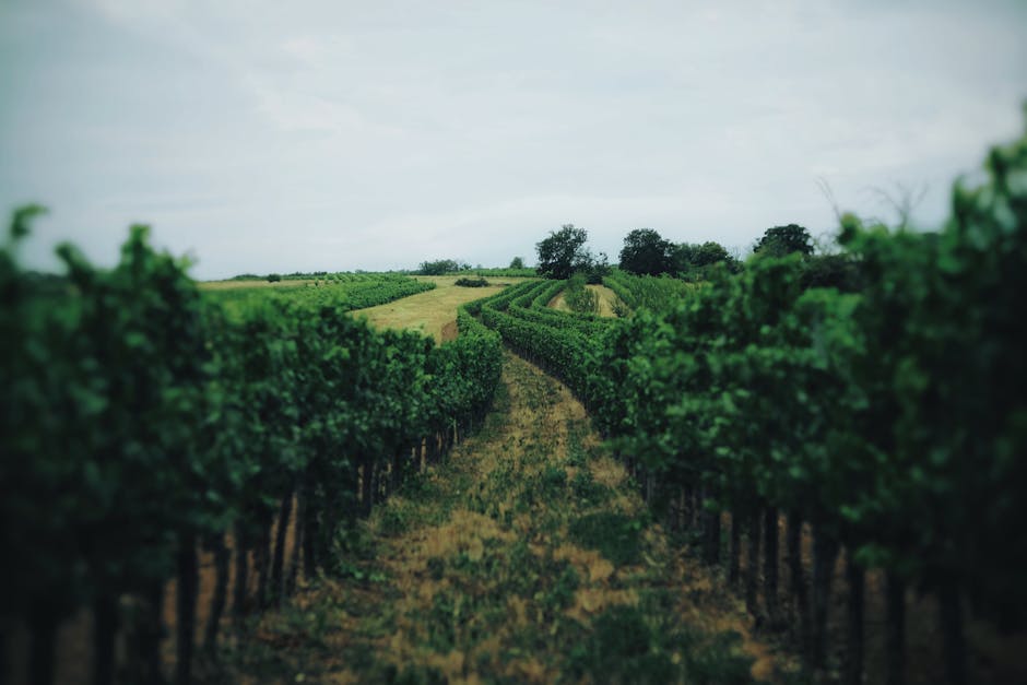 Barossa Valley Wine Guide: Best Wineries, Cellar Doors & Tours