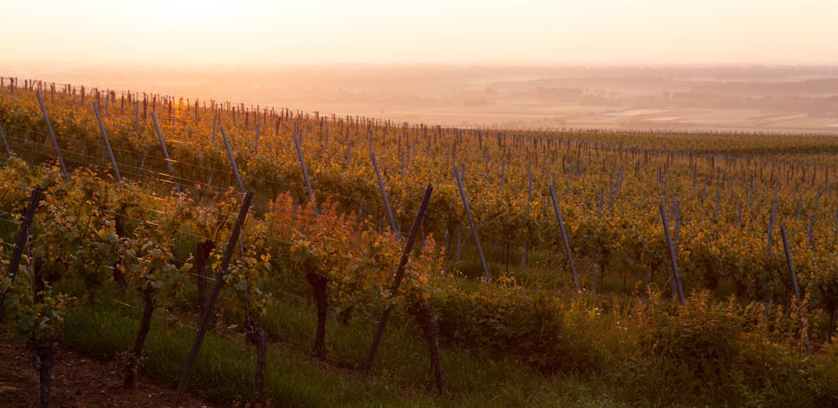 Barossa Valley wineries vineyard at sunset golden hour light