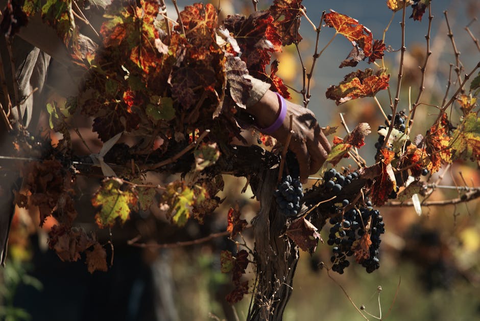 Barossa Valley wineries grape harvest picking season