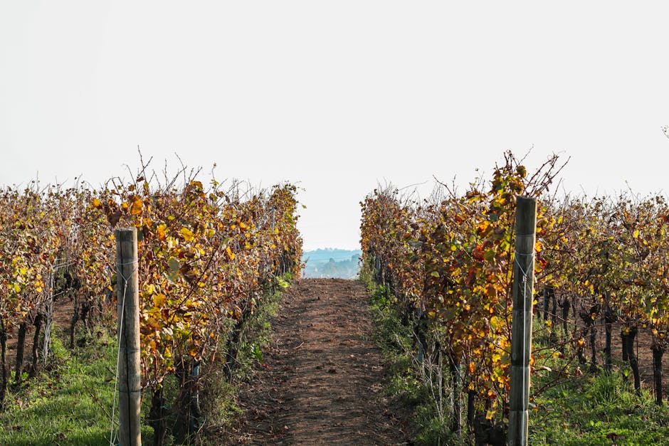 Barossa Valley day trip scenic driving route through autumn vineyards