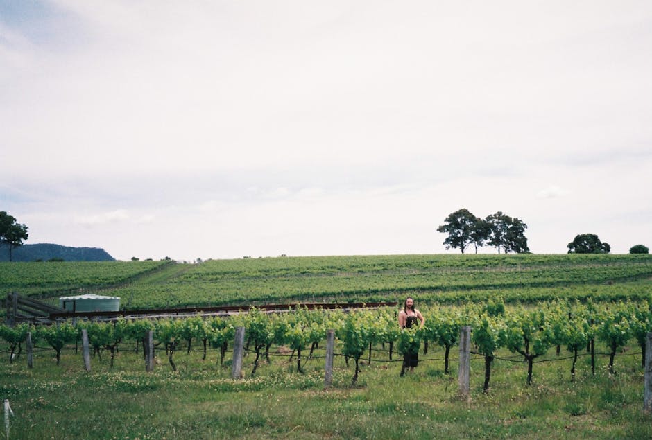 Barossa Valley Seppeltsfield winery historic palm-lined road