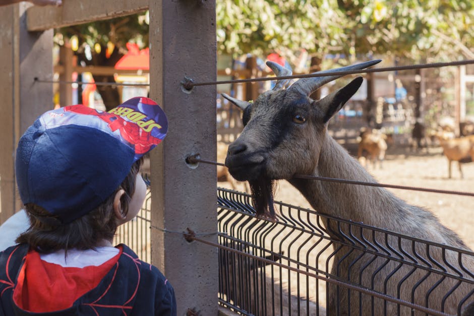 Best Family Attractions in Adelaide: Top 20 Kid-Approved Activities