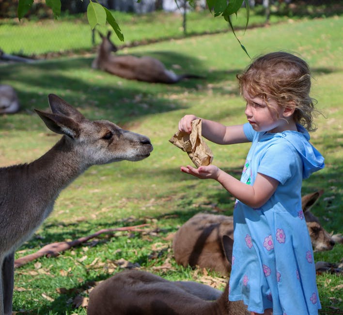 Children hand-feeding kangaroo at wildlife park Adelaide