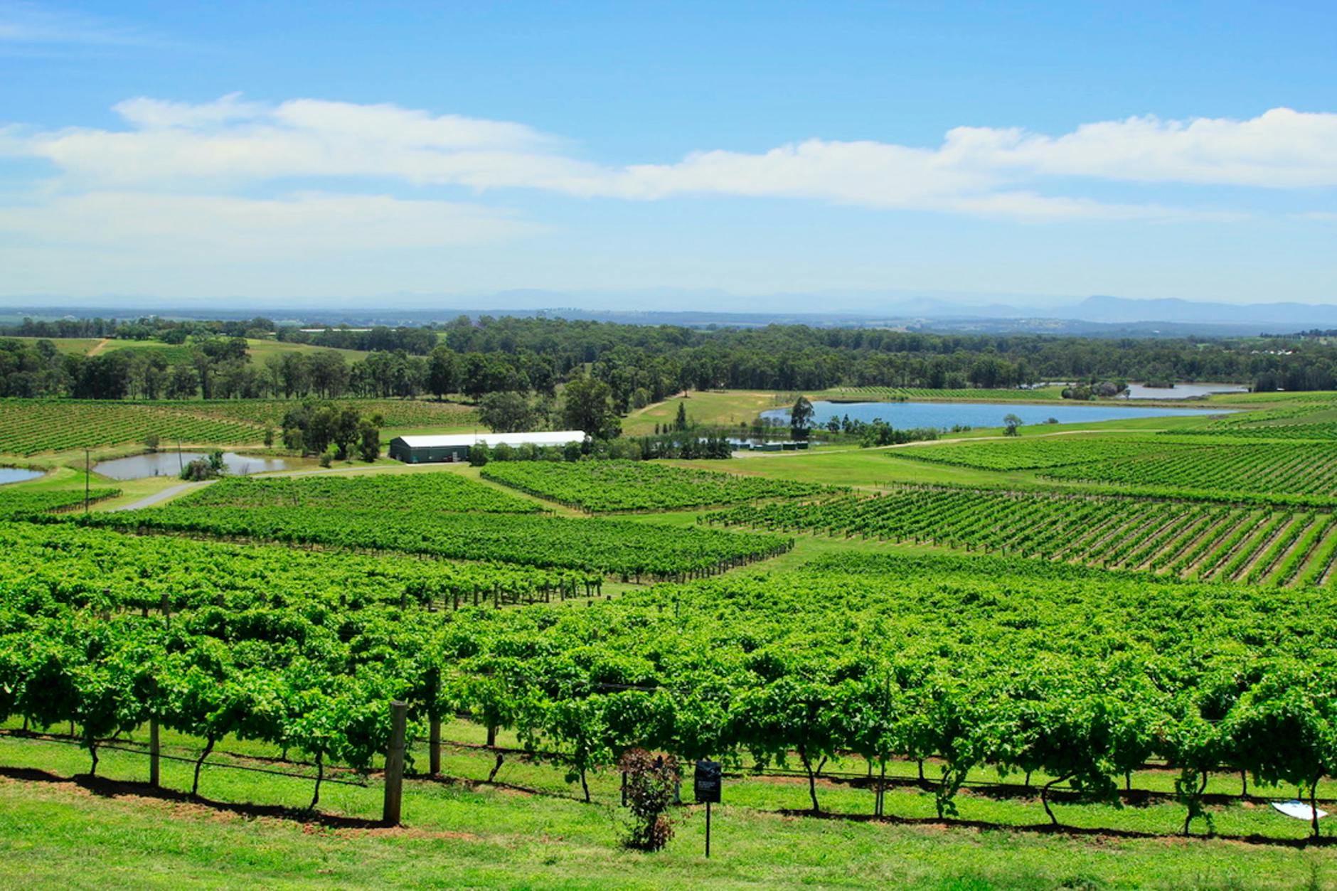 Vineyard landscape in McLaren Vale wine region south of Adelaide, known for world-class Shiraz and Grenache wines