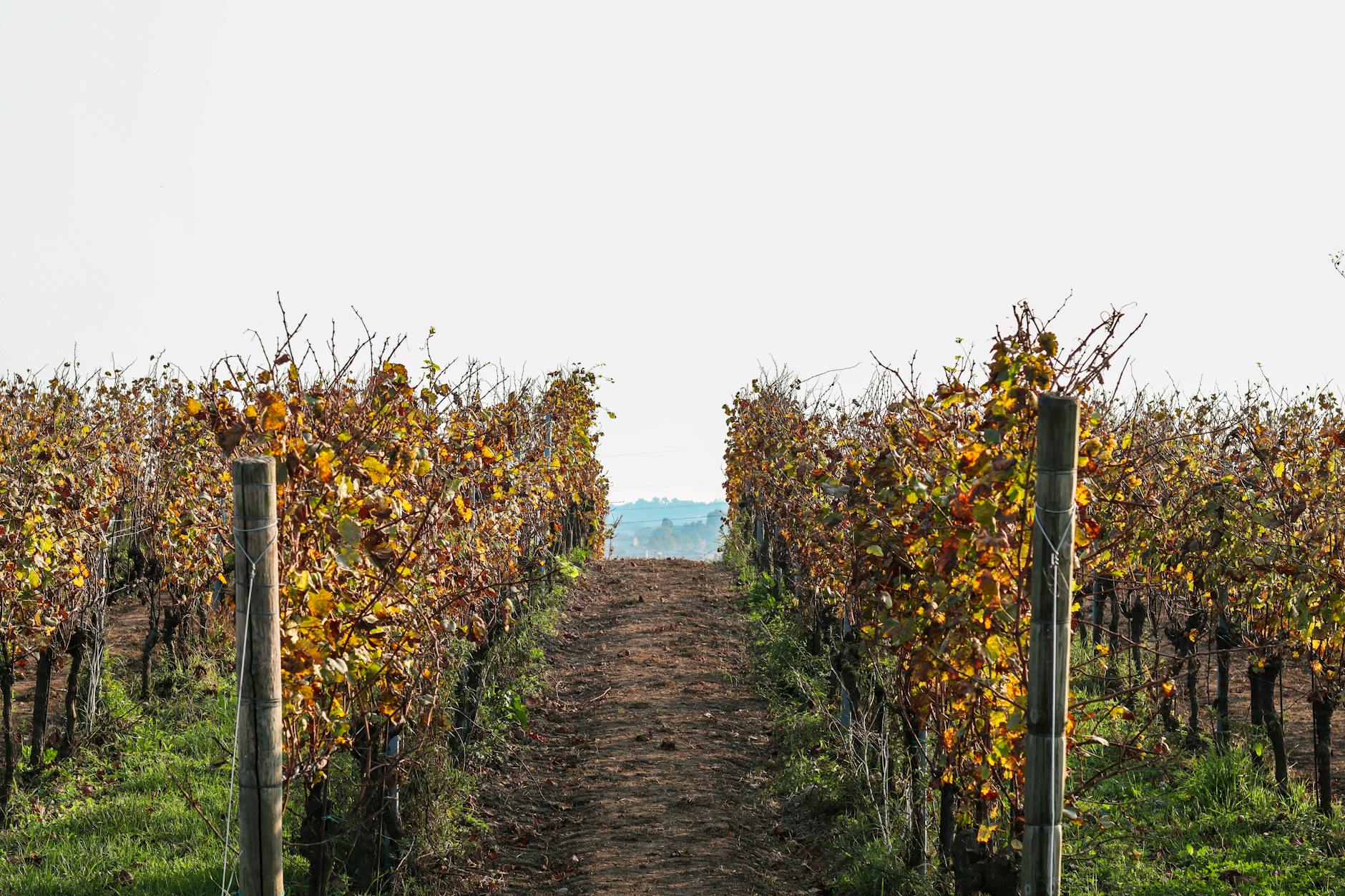 Adelaide wine region day trip