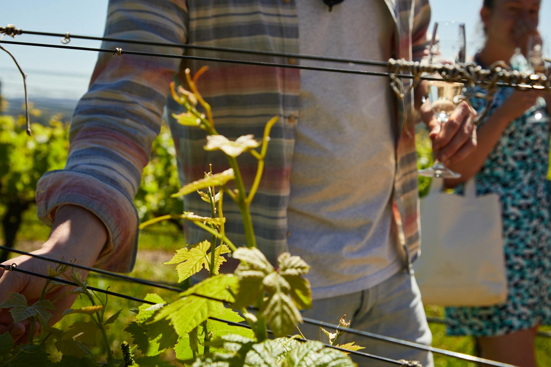 McLaren Vale day trip tour