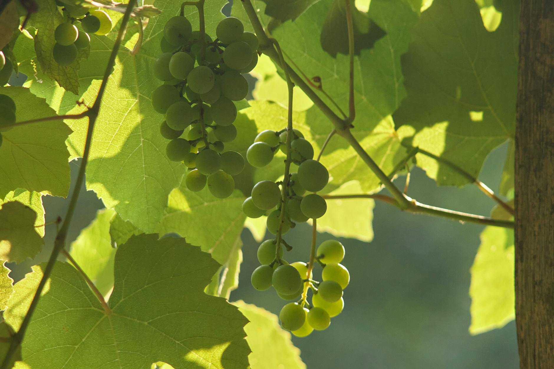 McLaren Vale grapevines closeup