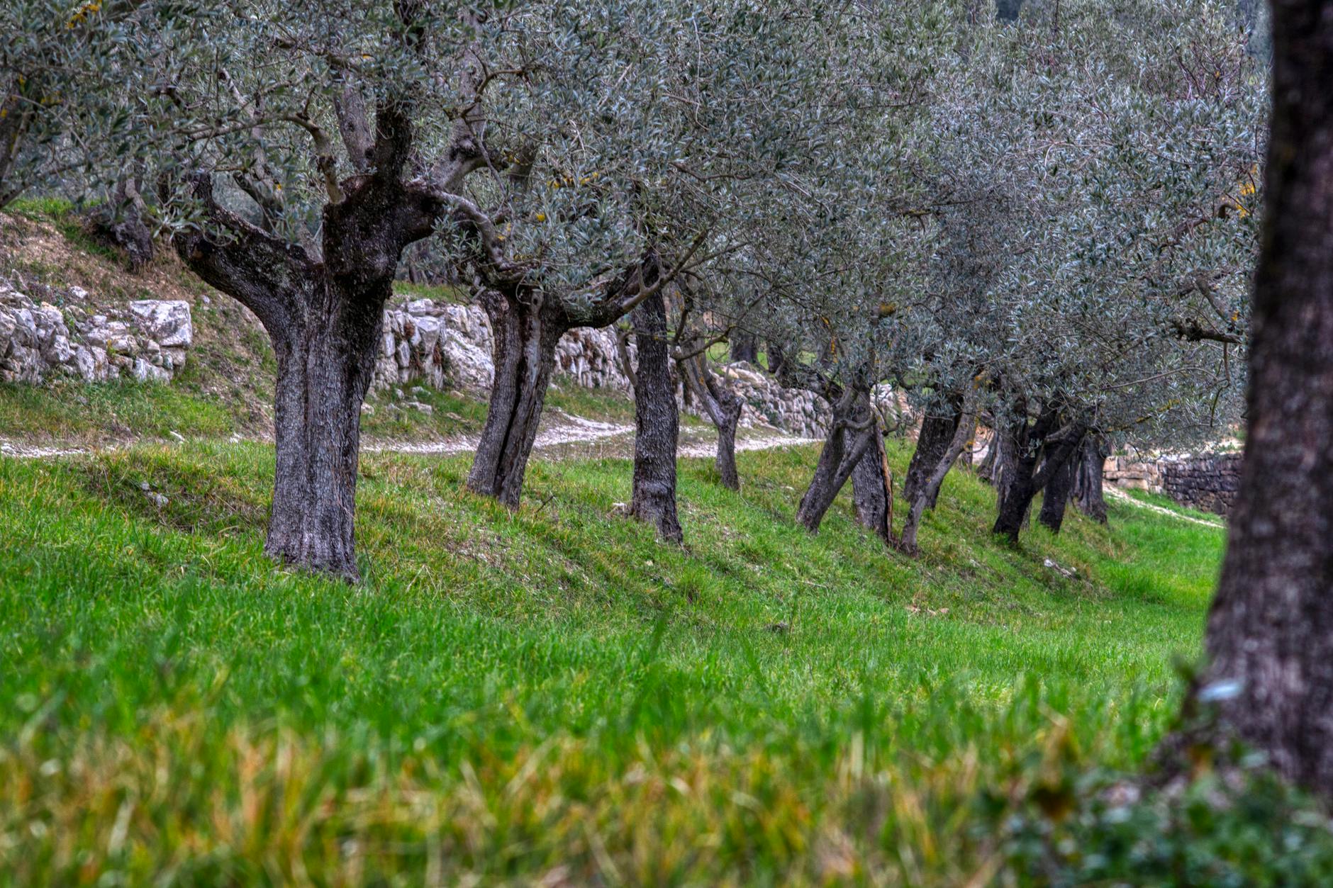McLaren Vale olive grove trees