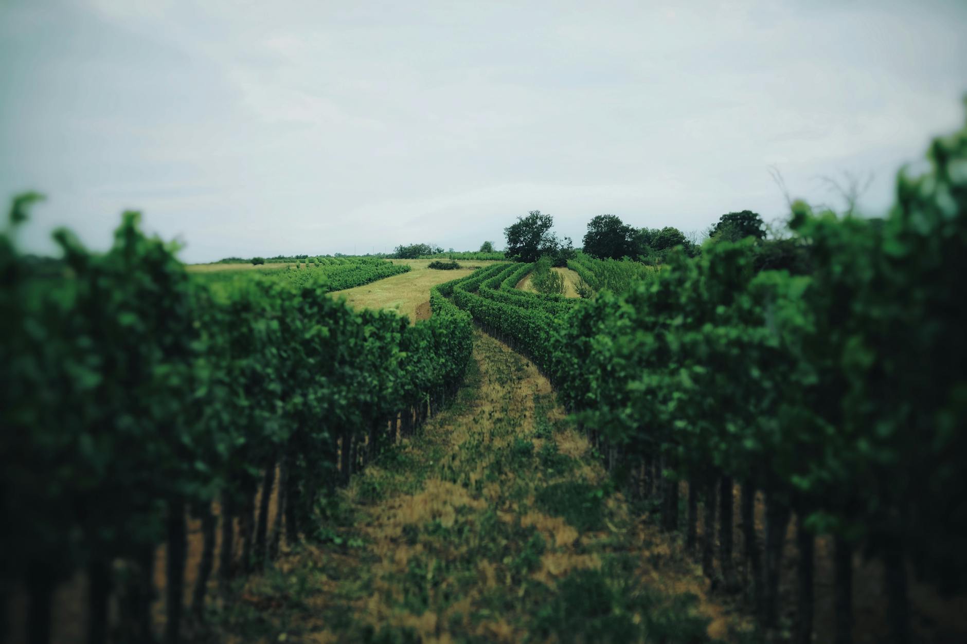 McLaren Vale Wine Guide: Shiraz, Cellar Doors & Coastal Vineyards (2026)
