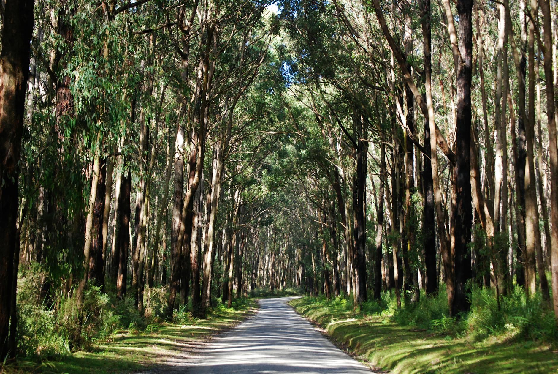 Mt Lofty eucalyptus forest path