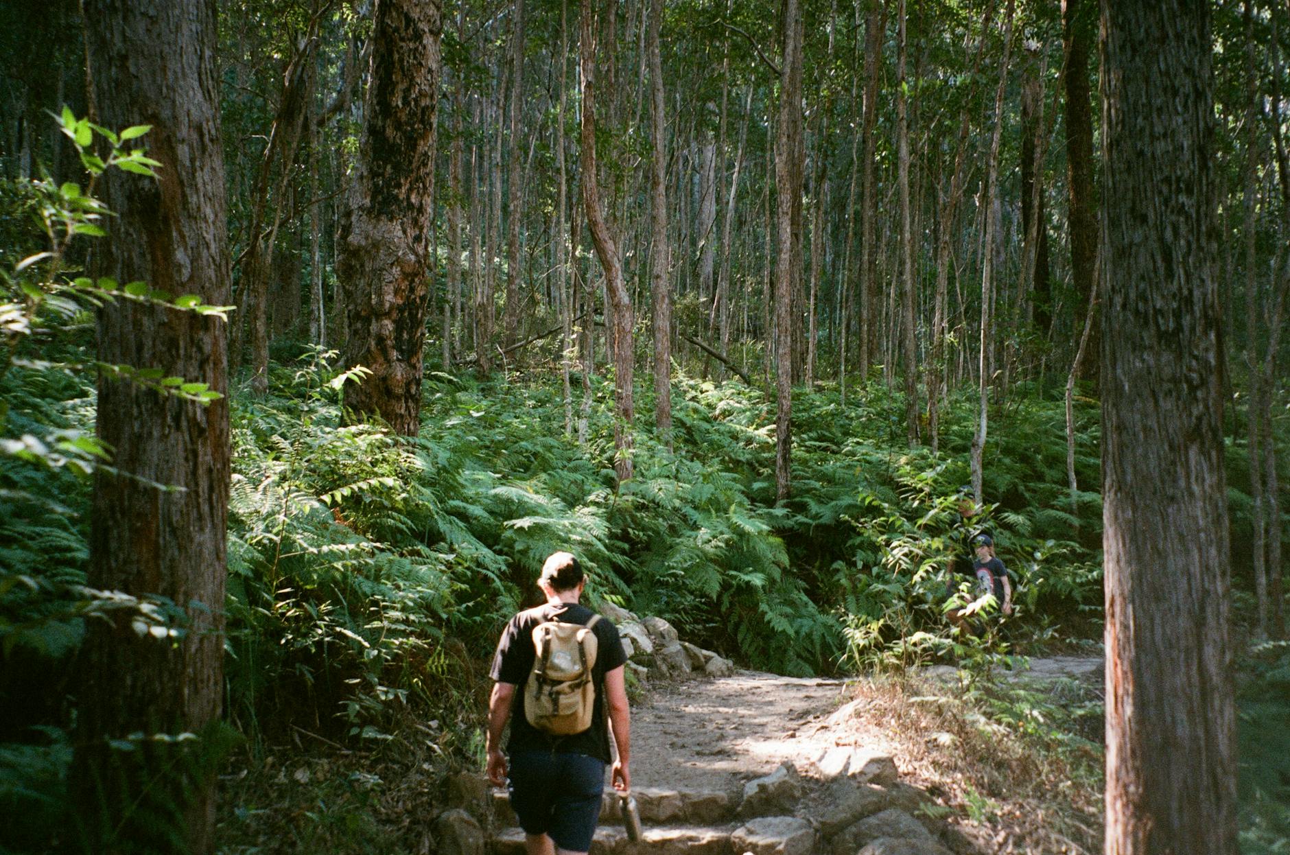 Mt Lofty hiking trail bushwalk