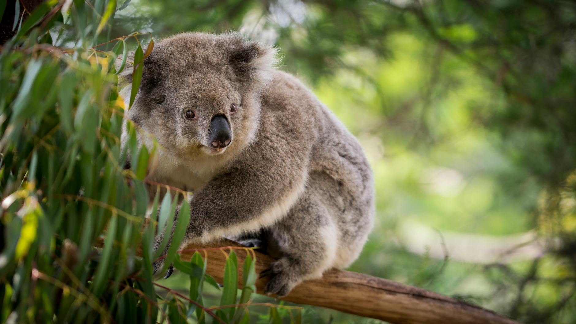 Mt Lofty koala wildlife