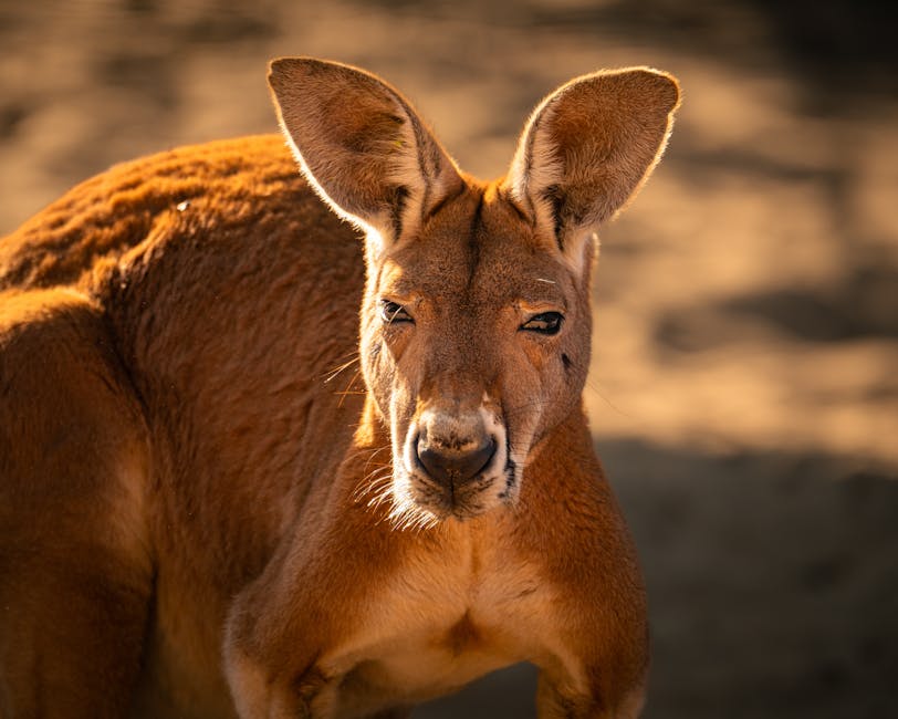 Kangaroo Island wildlife and coastal scenery for day five adventure option