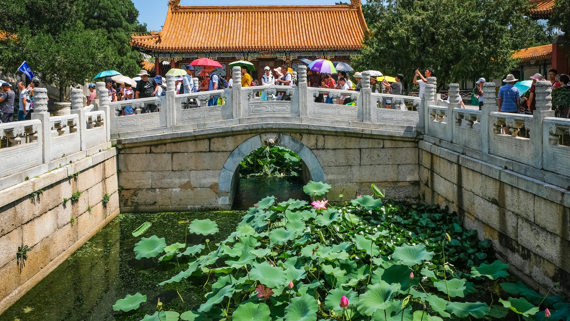 Giant Amazon waterlily pads in the waterlily pavilion at the Adelaide Botanic Garden