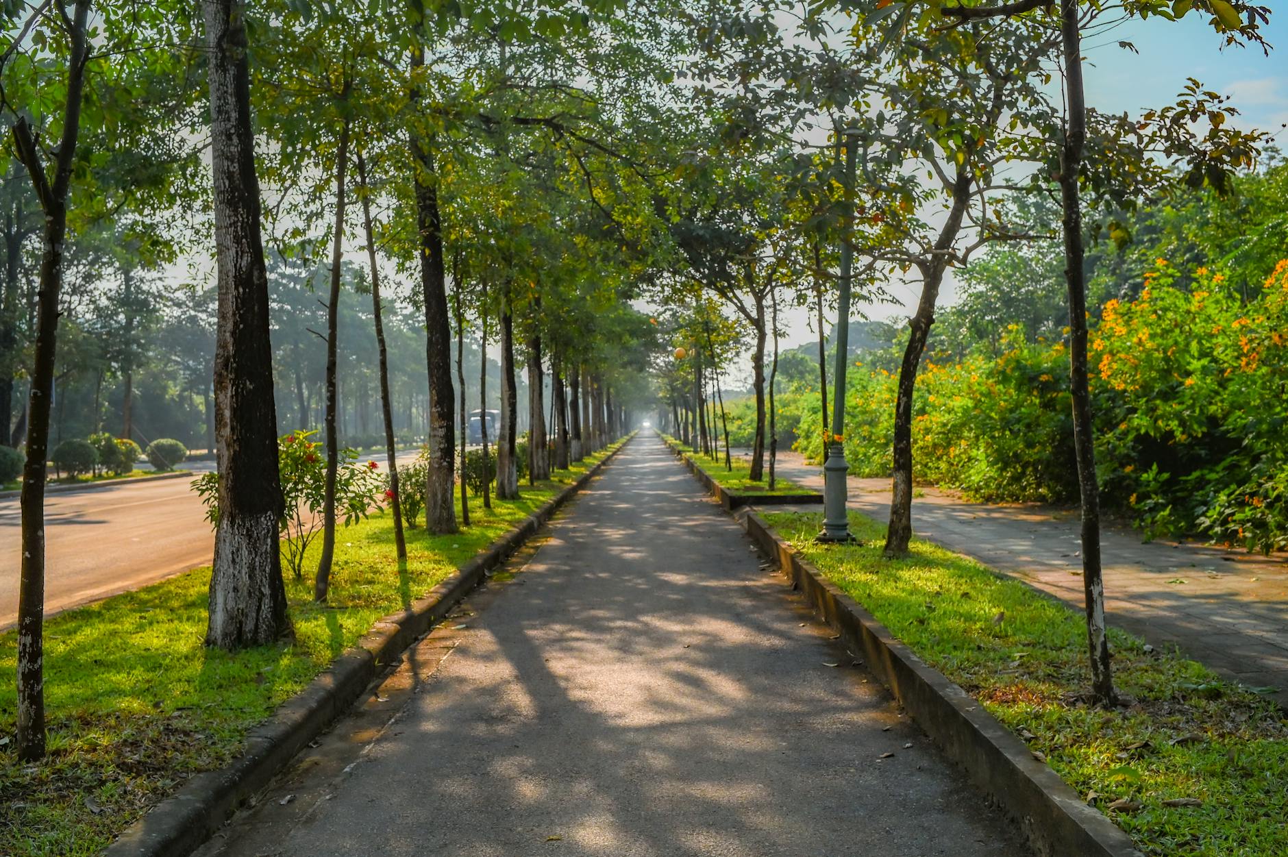 Tree-lined paths at the Adelaide Botanic Garden in the early morning light
