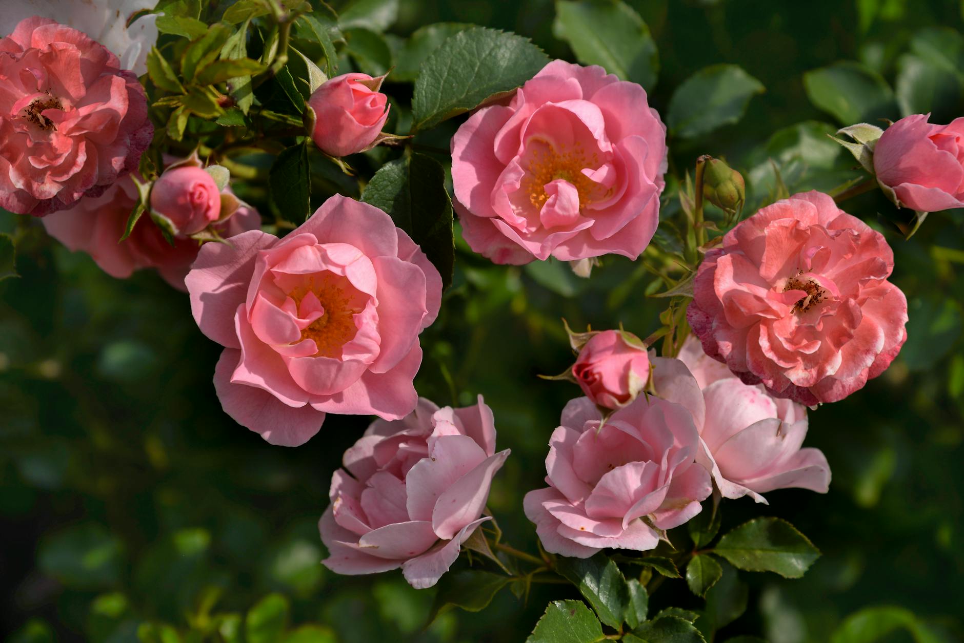 Colourful blooms in the International Rose Garden at the Adelaide Botanic Garden