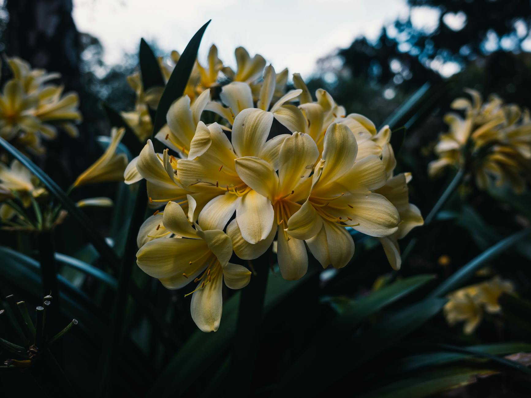 Colourful spring flowers in bloom at a botanic garden in Adelaide