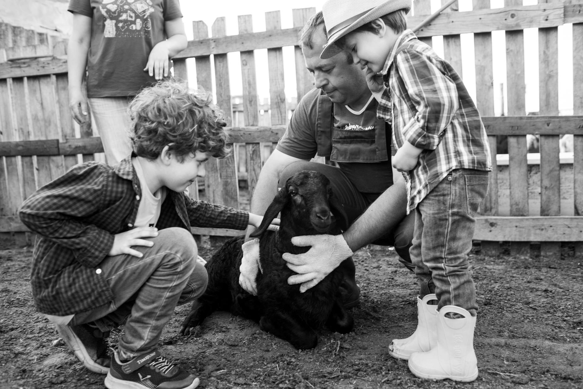 A family of children feeding farm animals on an Adelaide family day trip