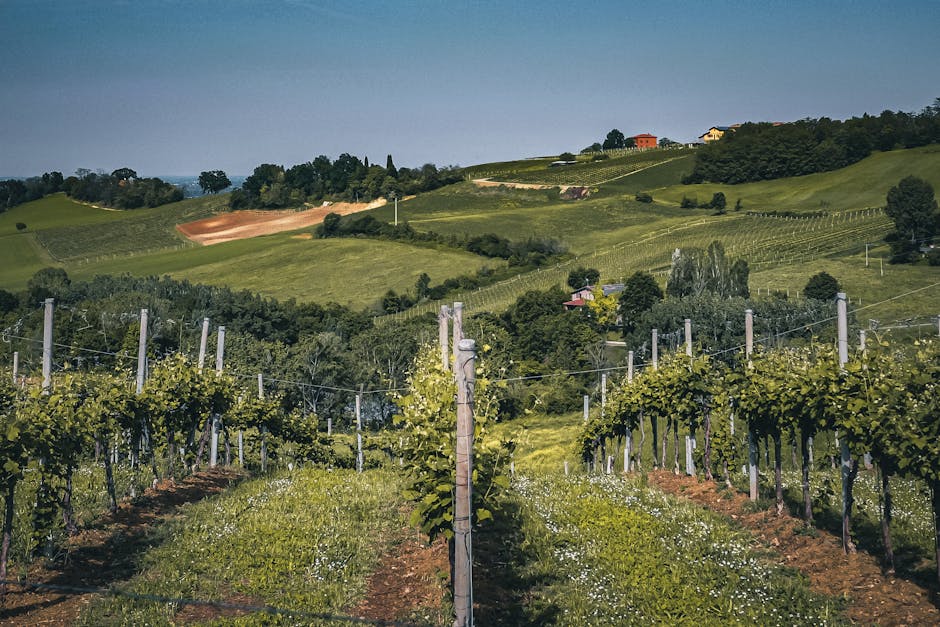 Adelaide Hills vineyard landscape surrounding winery accommodation options