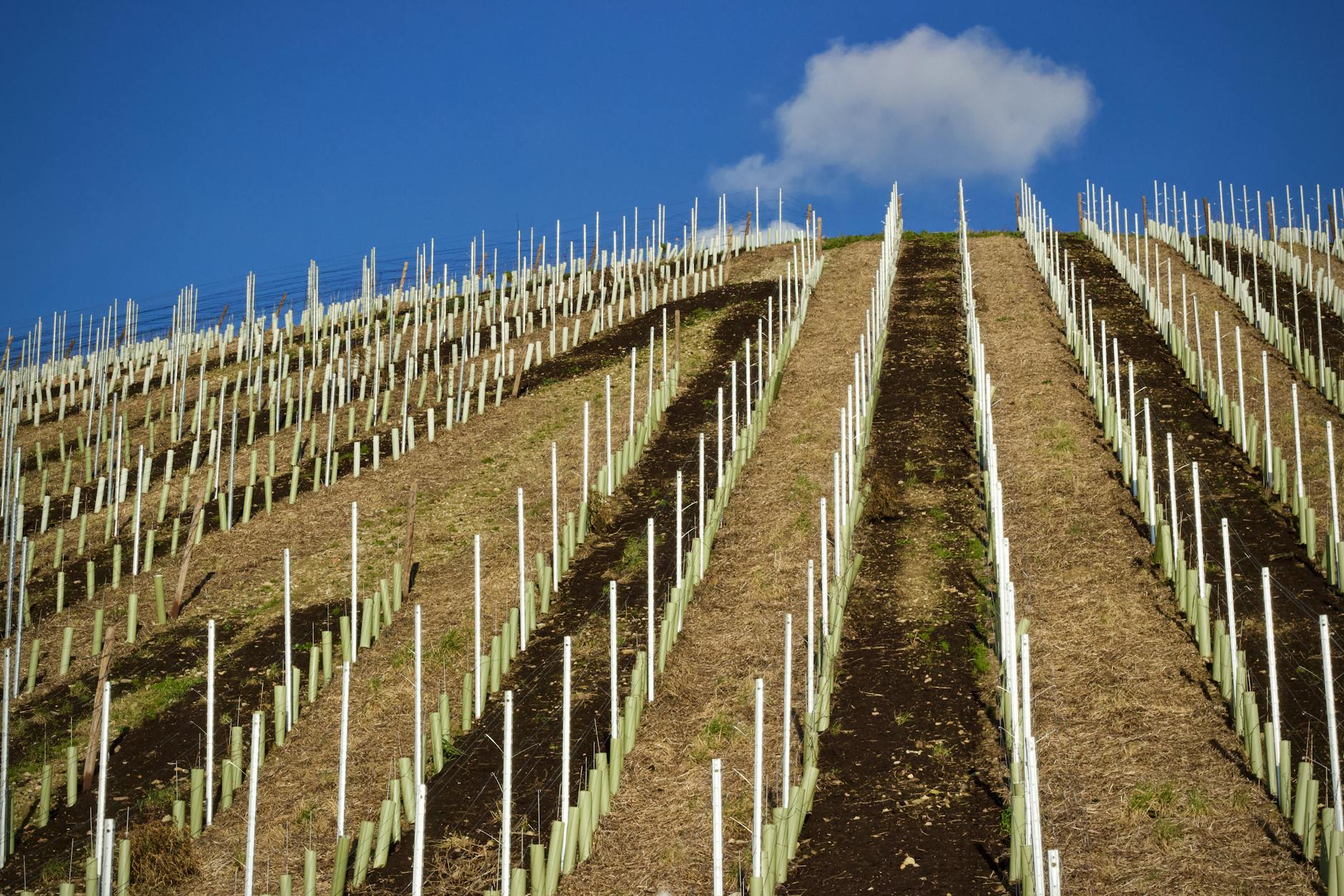 Green Adelaide Hills vineyard with vines budding in spring