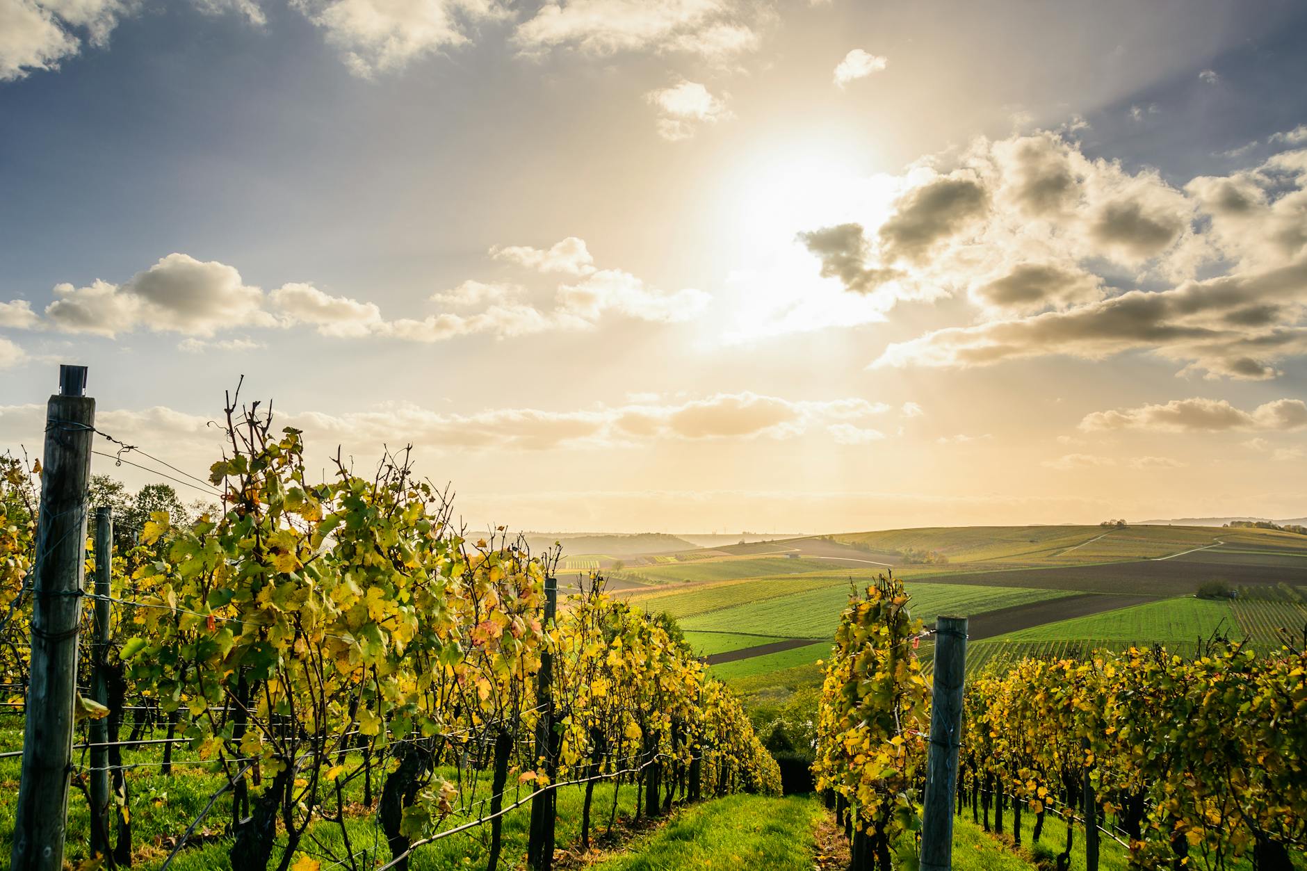 Adelaide Hills Wine: Cool-Climate Wines & Scenic Cellar Doors