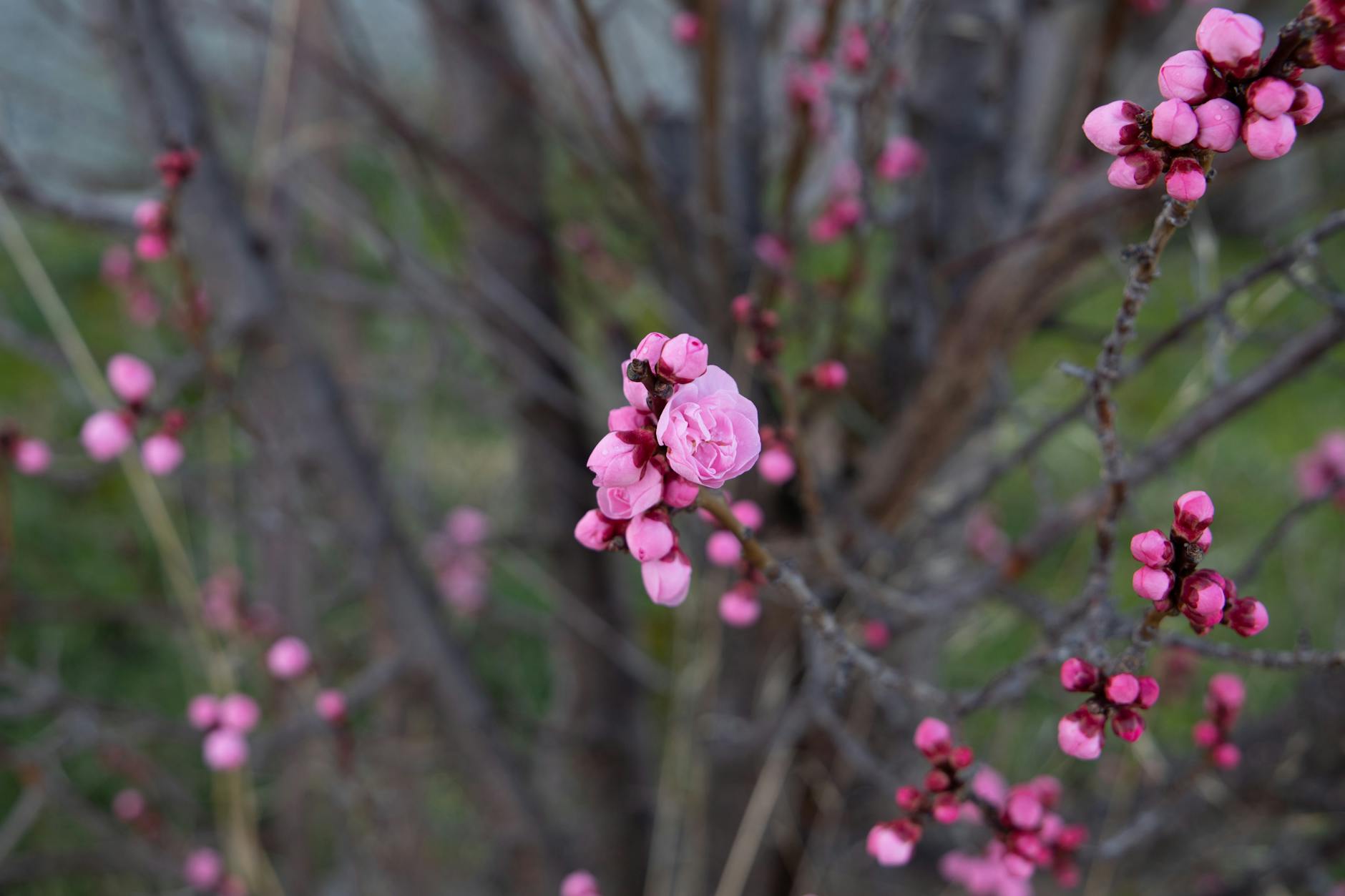 Pink spring blossom against a bright blue sky in Adelaide