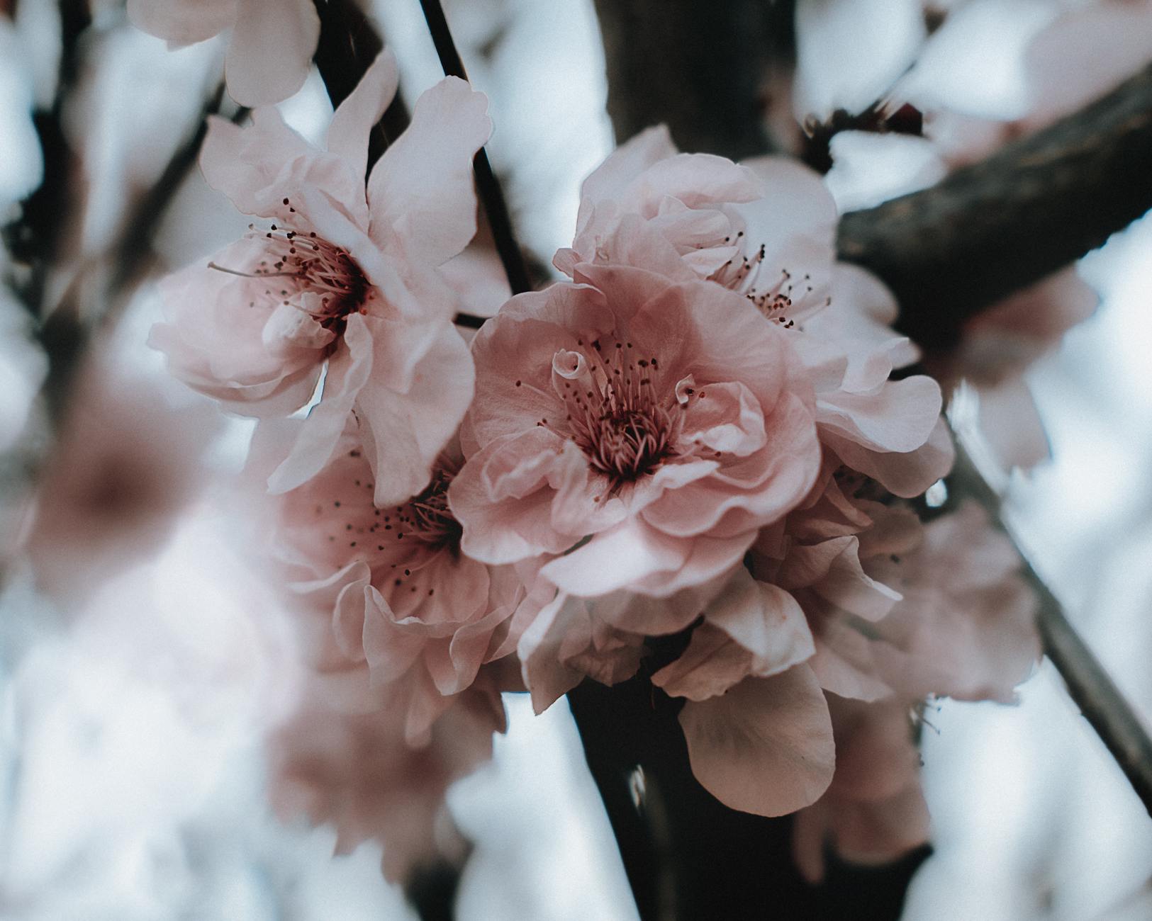 Adelaide in Spring: Weather, Blooms, Events & What to Do