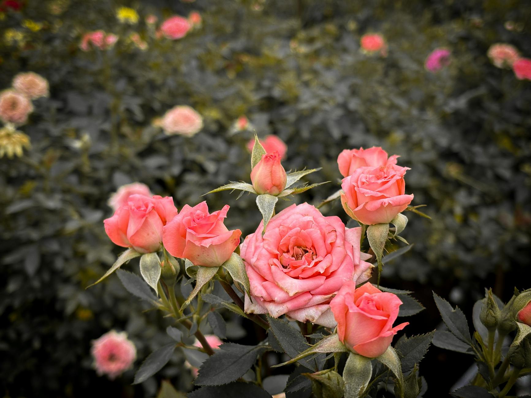 Rows of blooming roses like those in Adelaide's Veale Gardens