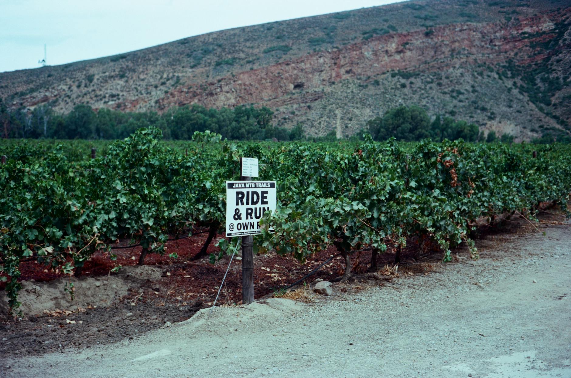 Cyclists riding a flat trail through vineyards in a wine region near Adelaide