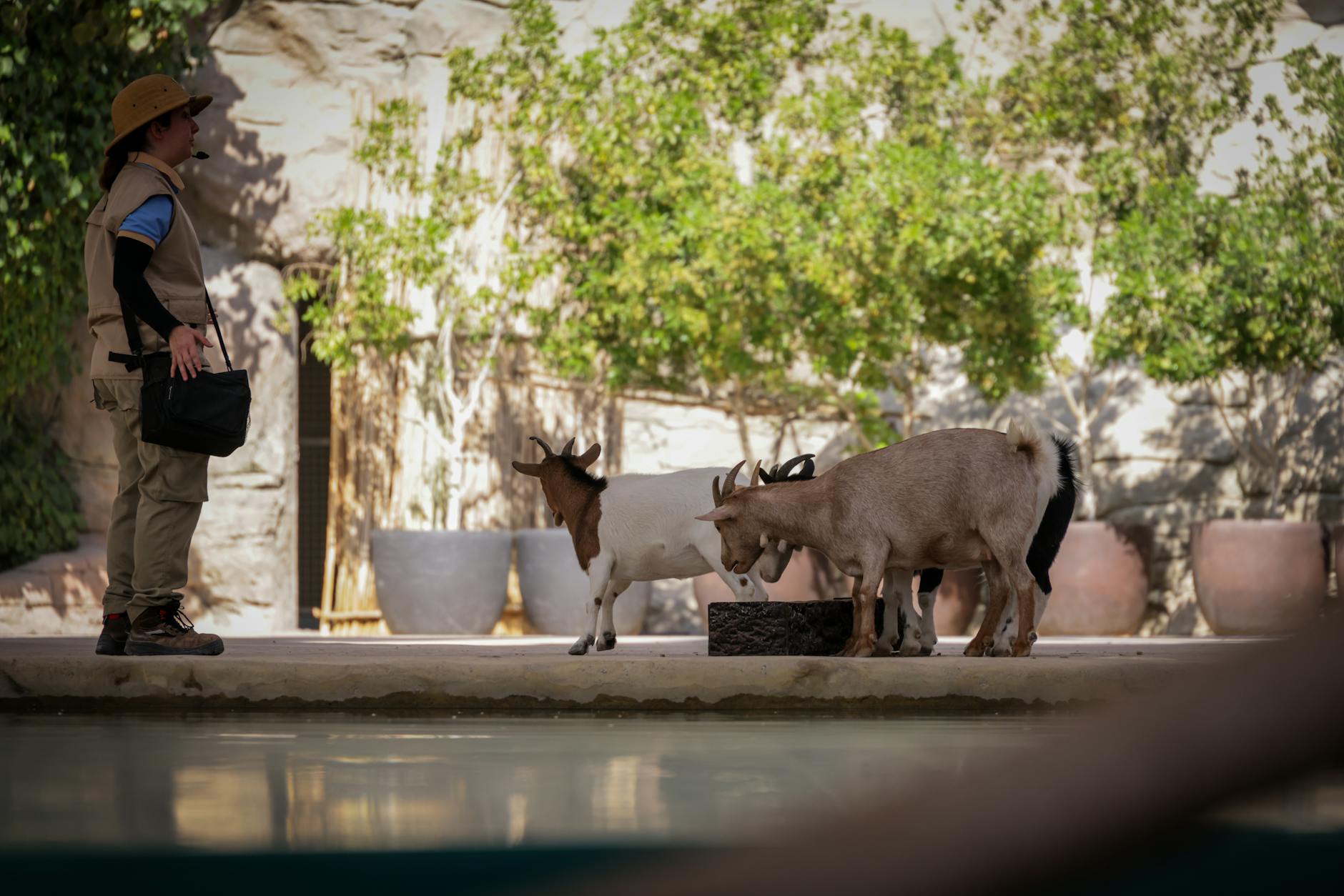 Adelaide Zoo Guide: Tickets, Exhibits & Tips 2026