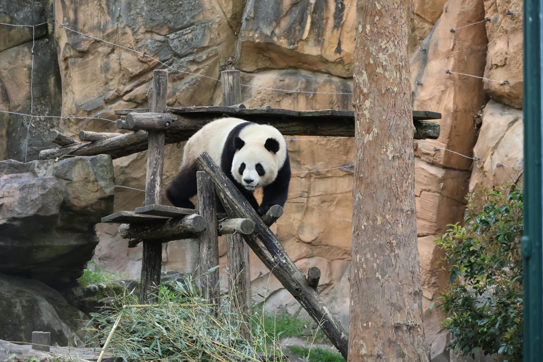 A giant panda climbing a wooden structure against a rocky backdrop in a zoo enclosure