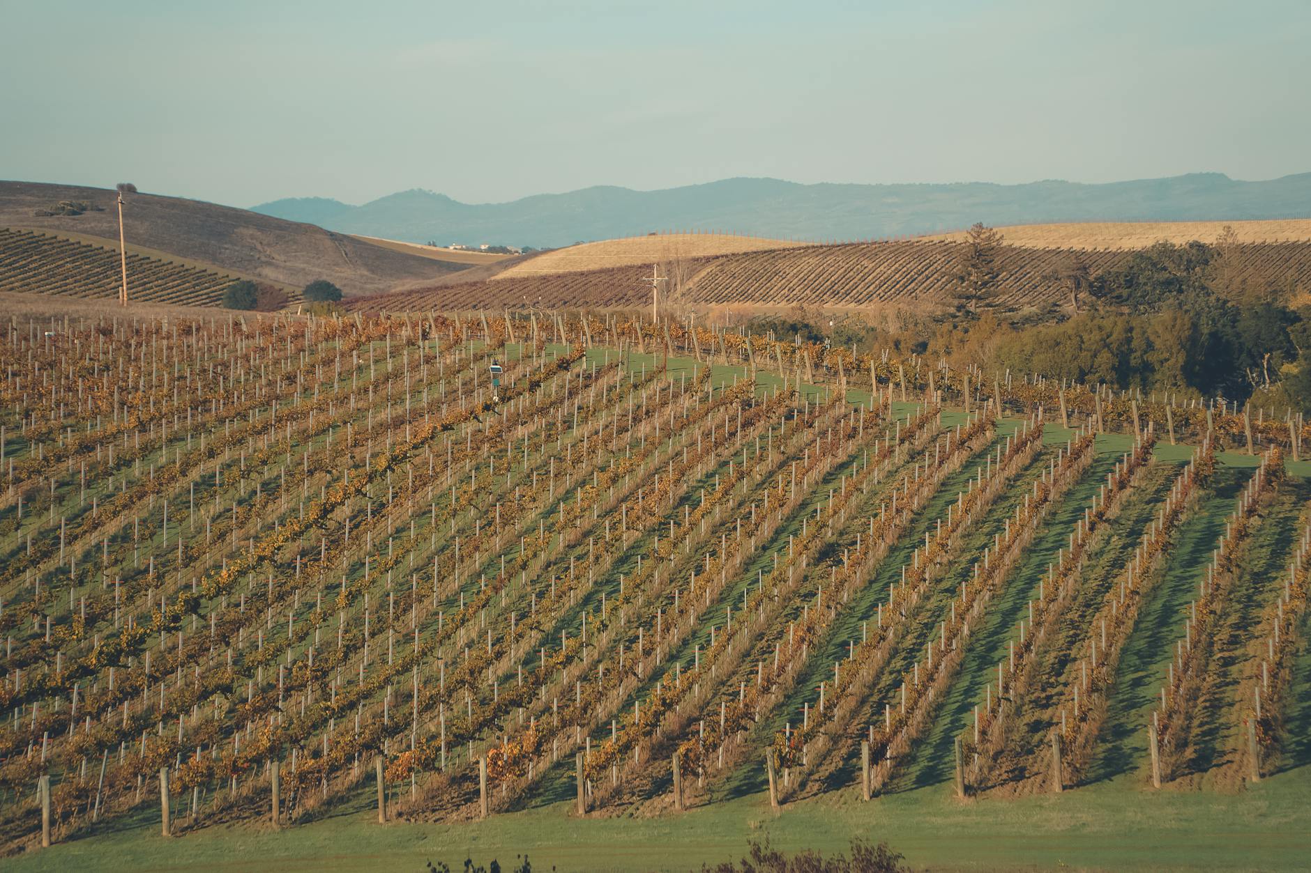 Vineyard rows in the Barossa Valley with the ranges behind