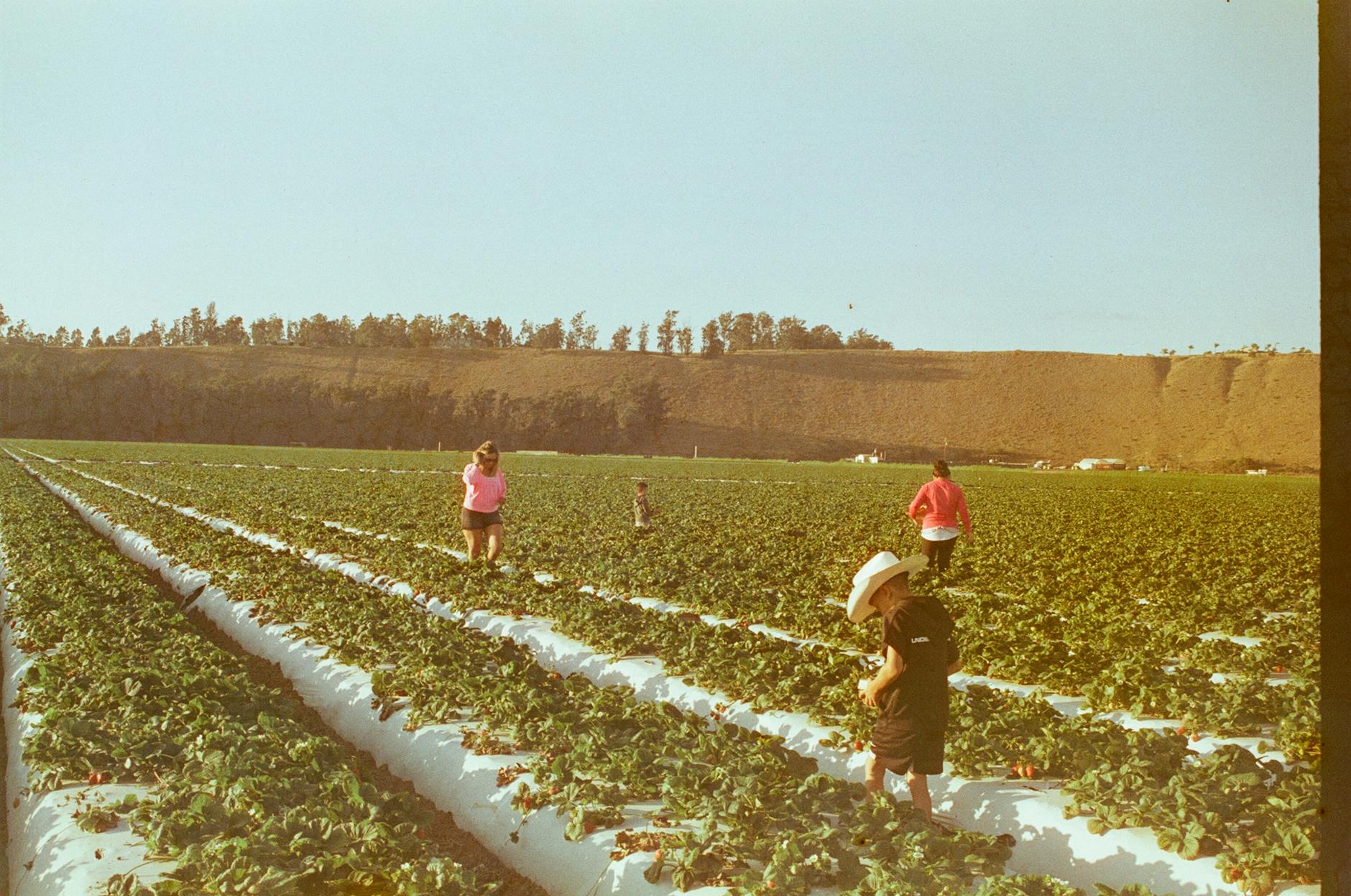 Kids picking strawberries at a farm in the Adelaide Hills