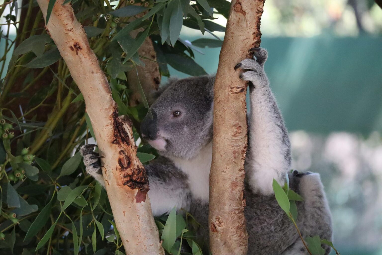 Cleland Wildlife Park: Koalas, Kangaroos & Native Animals 2026
