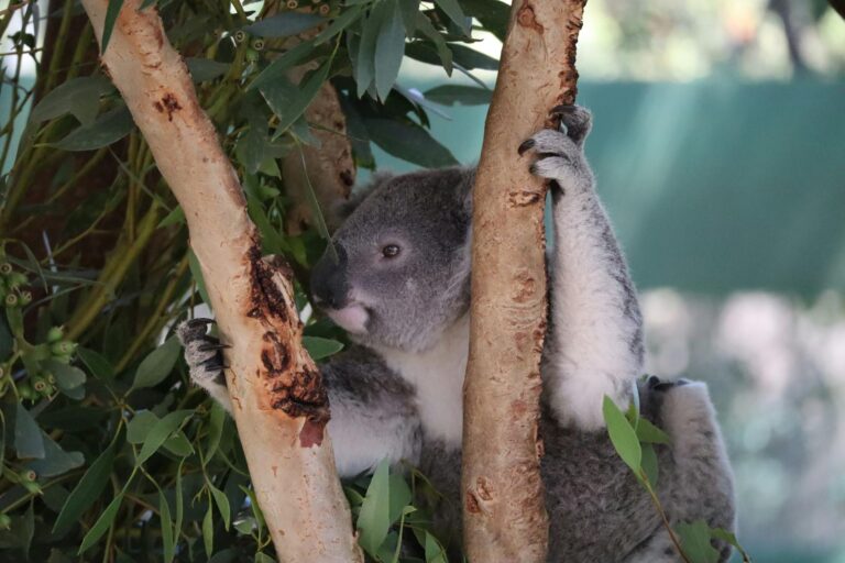 Cleland Wildlife Park: Koalas, Kangaroos & Native Animals 2026