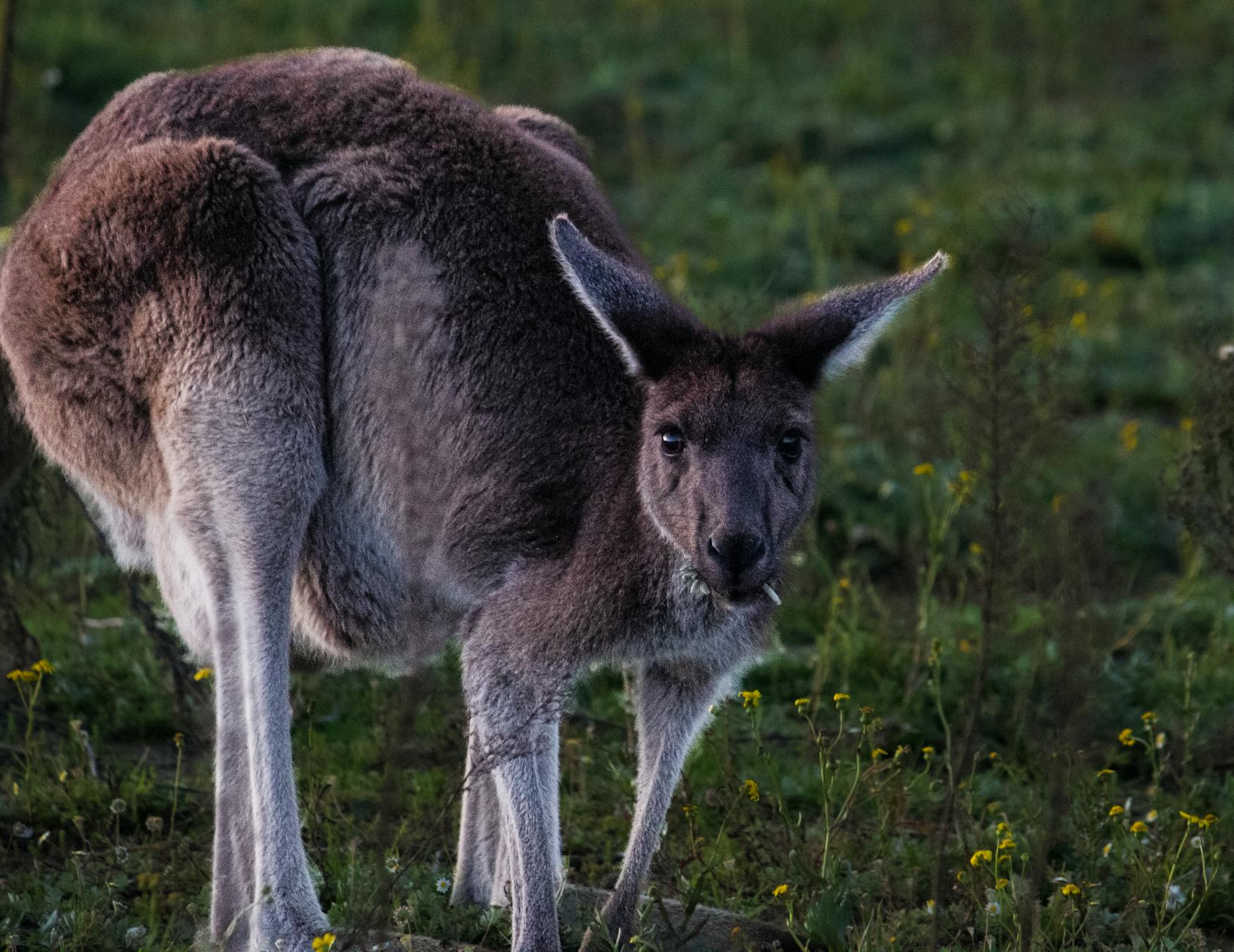 A kangaroo in the dry outback landscape of the Flinders Ranges