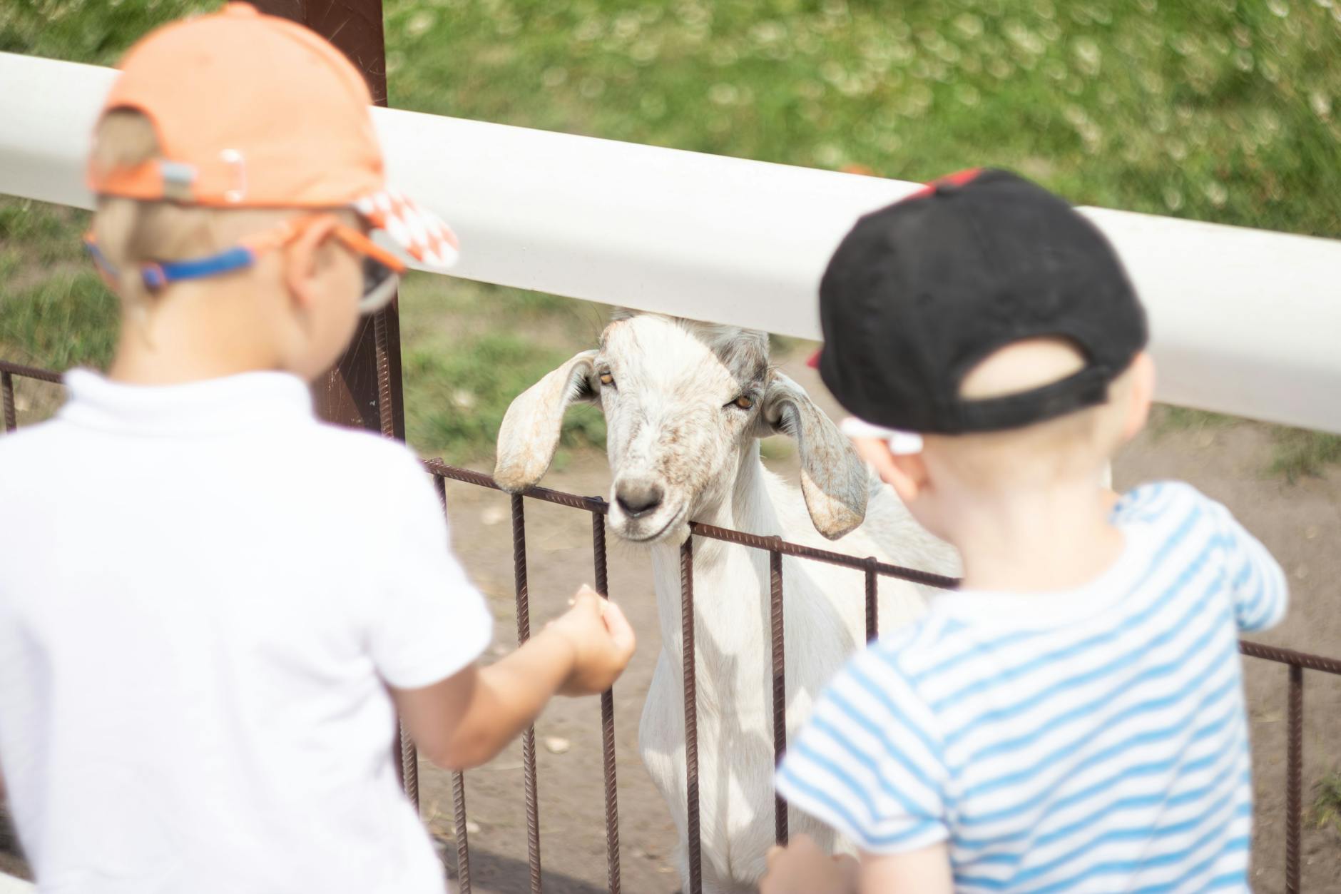 Children feeding farm animals at a Hahndorf-style petting farm near Adelaide