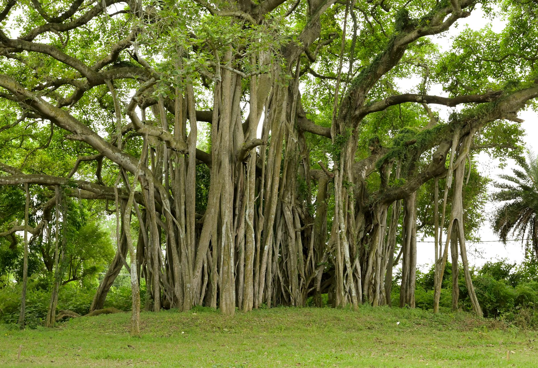 Botanic Park Moreton Bay fig trees providing natural shade for festival-goers