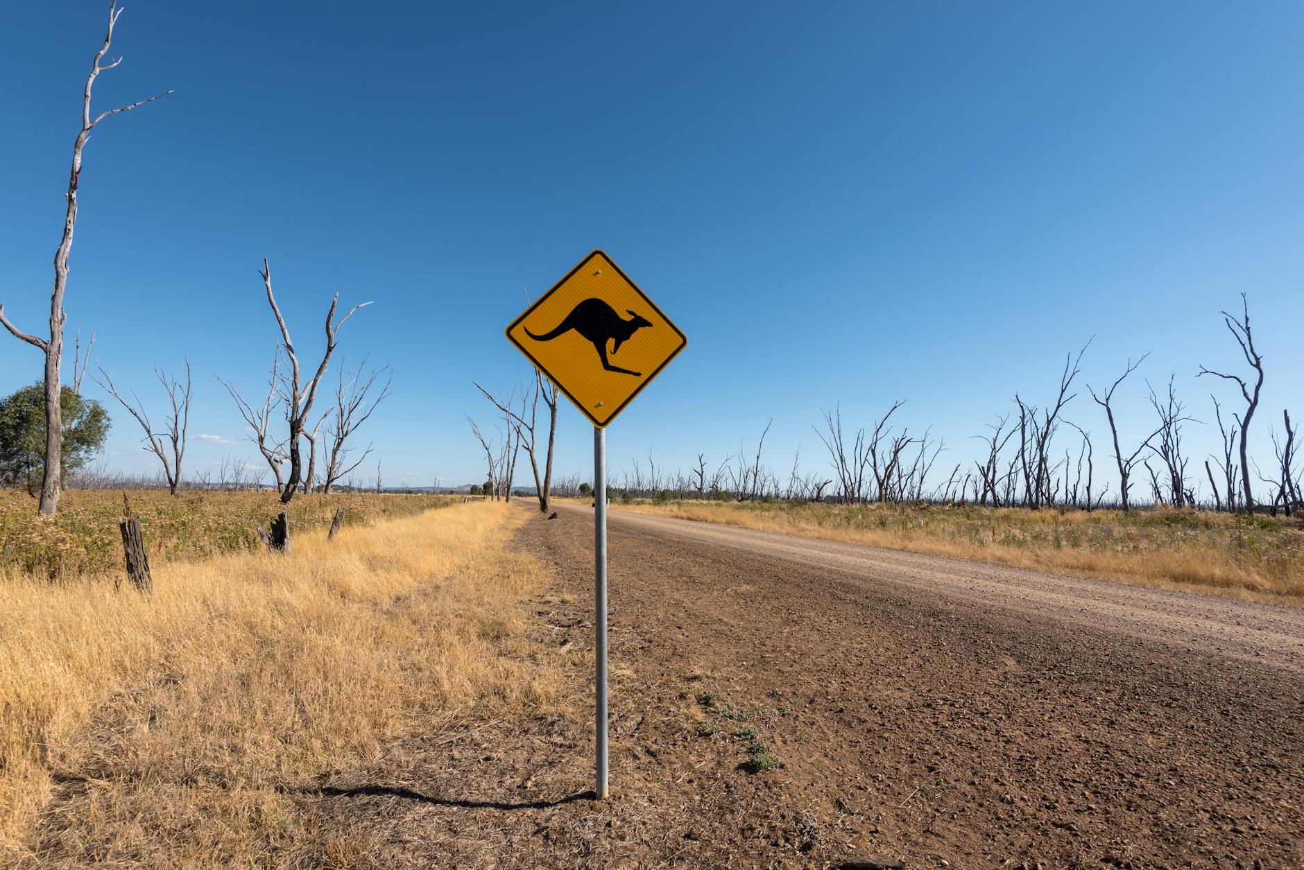 A kangaroo warning road sign on a South Australian highway