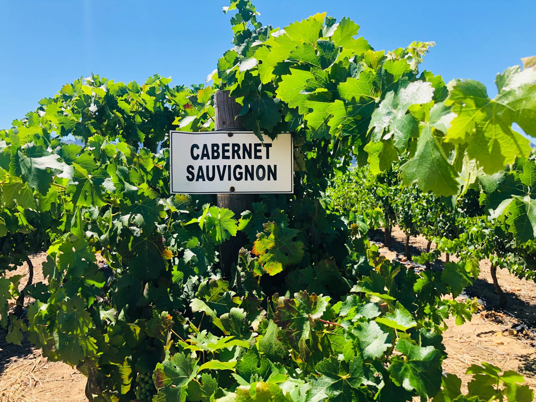 Langhorne Creek & Coonawarra: SA’s Underrated Wine Regions