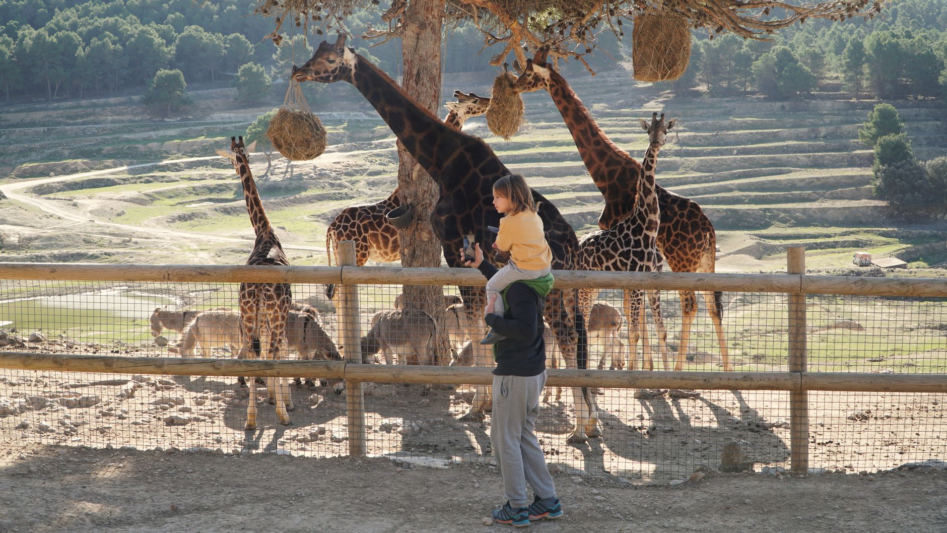 A family watching giraffes at an open-range safari park near Adelaide