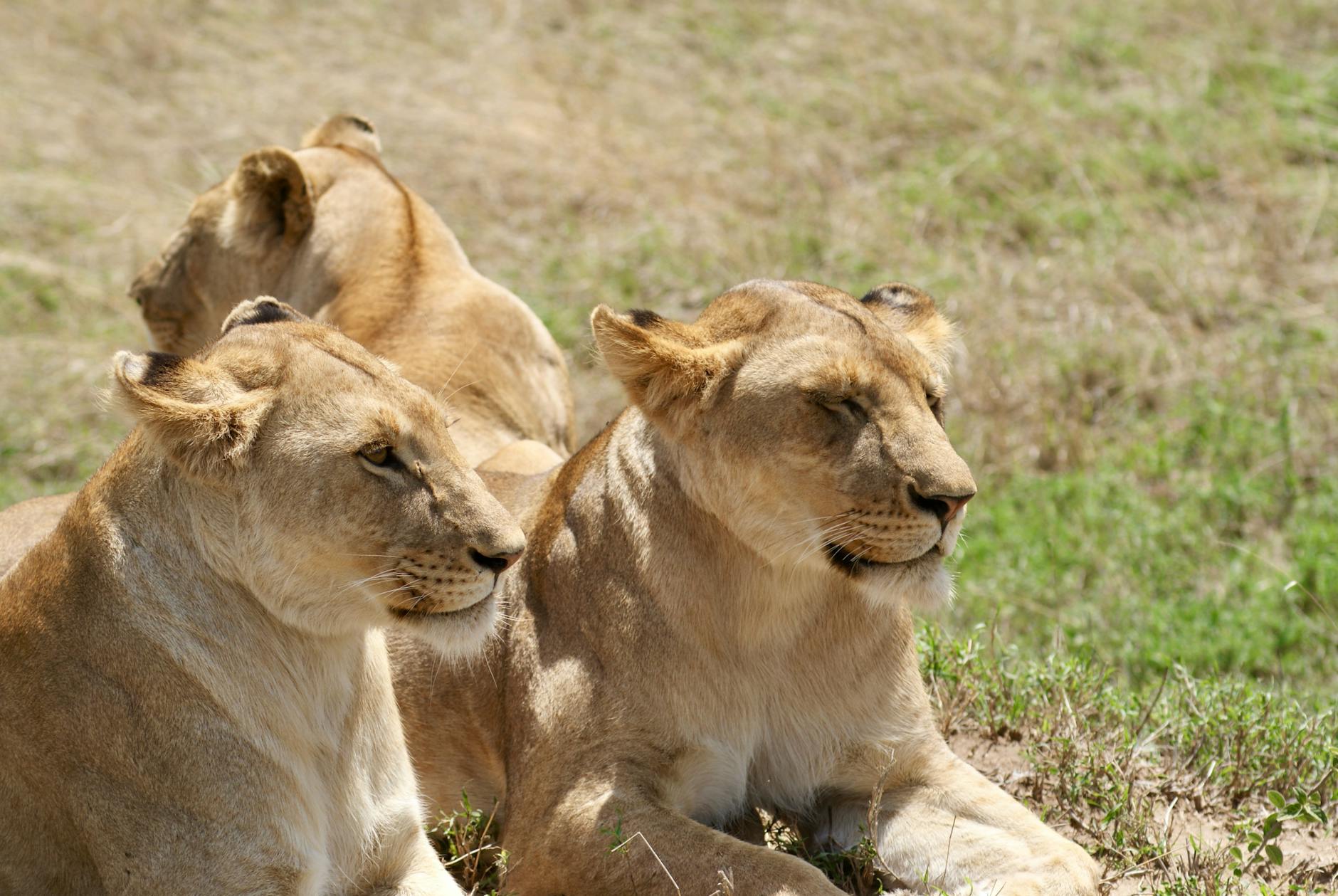 Monarto Safari Park: Adelaide’s Open-Range Zoo Day Trip